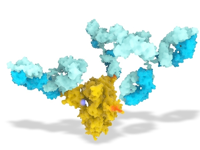 SARS CoV 2 virus spike protein and antibodies, illustration Molecular model of antibodies  blue  attached to the N terminal domain of the SARS CoV 2 coronavirus spike  S  protein  yellow . S proteins are found in the viral membrane, they bind to receptors on host cell membranes and facilitate the virus s entry to the cell. These antibodies, named 4A8, bind to the virus and neutralise it, preventing it from causing infection. Highlighted in magenta is the G614D mutation site  non mutated form shown . The G614D strain of the virus emerged in Europe and has become the predominant strain, suggesting that the mutation enhances transmission. SARS CoV 2 emerged in Wuhan, China, in December 2019. The virus causes the disease Covid 19, a respiratory illness that can lead to pneumonia and can be fatal in some cases.