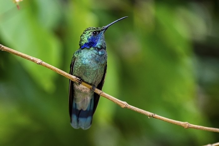 Lesser violetear The lesser violetear  Colibri cyanotus , also known as the mountain violet ear, is a medium sized, metallic green hummingbird commonly found in forested areas from Costa Rica to northern South America. Photographed in Costa Rica in June.