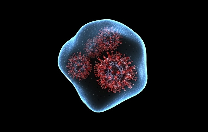 Viral droplet transmission, illustration Infected droplet. 3D illustration showing one respiratory droplet containing coronavirus particles.
