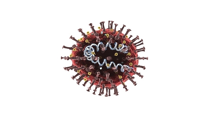 Coronavirus structure, illustration 3D illustration showing the structure of a coronavirus.