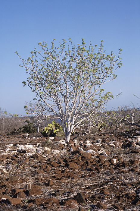 Palo Santo tree Palo Santo tree  Bursera graveolens  in April. Photographed on North Seymour island, Galapagos, Ecuador.