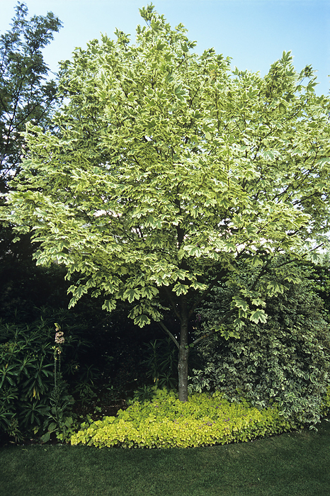 Norway maple  Acer platanoides  Norway maple  Acer platanoides  Drummondii   tree. Photographed at Hunmanby Grange, UK.