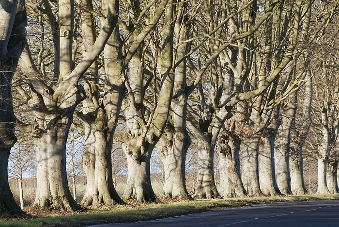 Mature beech trees  Fagus sylvatica  Mature beech trees  Fagus sylvatica  beside a rural road. This avenue of beech is situated at Badbury Rings, on the Kingston Lacy estate, in Wimborne, Dorset, UK. The trees are reputed to have been planted in 1835.