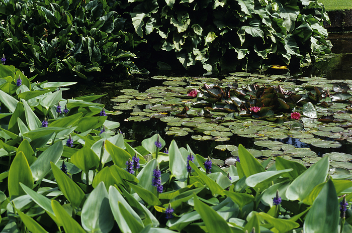 Garden display Garden display including purple flowered Pickerel Weed  Pontederia cordata  around a pond containing water lilies  family Nympheaceae .