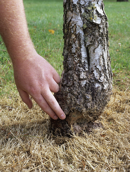 Damaged tree Damaged tree. Gardener pointing to a wound on the trunk of a birch tree  Betula sp.  caused by a strimmer.