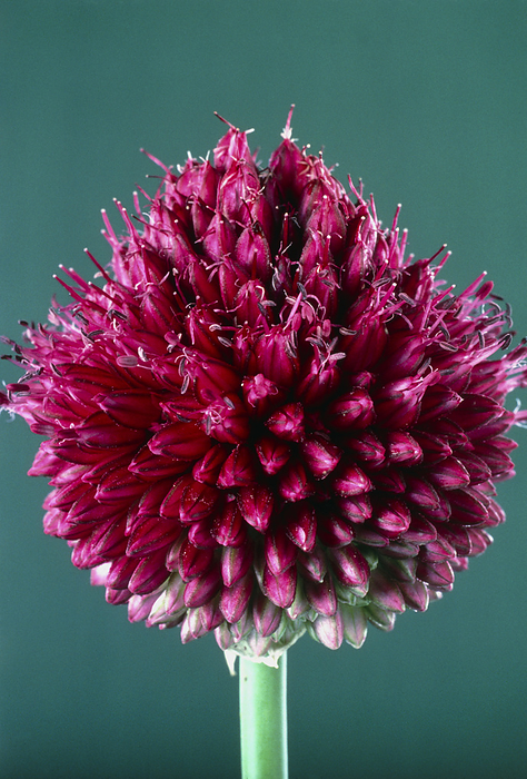 Round headed leek flower, Allium Round headed leek flower head  5th of 5 images . Close up of the flower head of the round headed leek, Allium sphaerocephalon. The flower head consists of many tiny flowers called florets joined at the umbil at the centre of the plant. Pollen  producing anthers can be seen on the ends of filaments protruding from the florets. A. sphaerocephalon is a medium sized perennial plant which grows in grassy places, rocks and dunes, and flowers between June and August. See photos B640 116  120 for the sequence of flower opening.