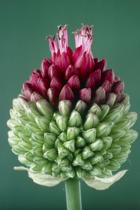 Round headed leek flower, Allium Round headed leek flower head  4th of 5 images . Close up of the developing flower head of the round headed leek, Allium sphaerocephalon. The flower head consists of many tiny flowers called florets joined at the umbil at the centre of the plant. Pollen producing anthers can be seen on the ends of filaments protruding from the florets at upper centre. A. sphaerocephalon is a medium sized perennial plant which grows in grassy places, rocks and dunes, and flowers between June and August. See photos B640 116 120 for the sequence of flower opening.