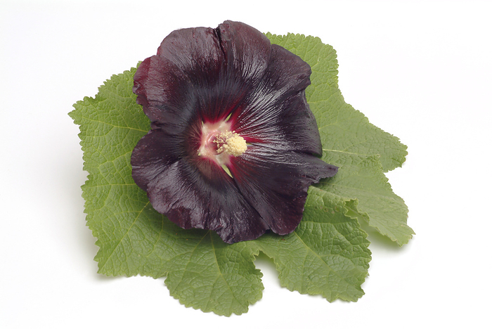 Hollyhock  Alcea rosea  Hollyhock flower  Alcea rosea  with leaf. This plant is thought to have soothing properties similar to marshmallow.