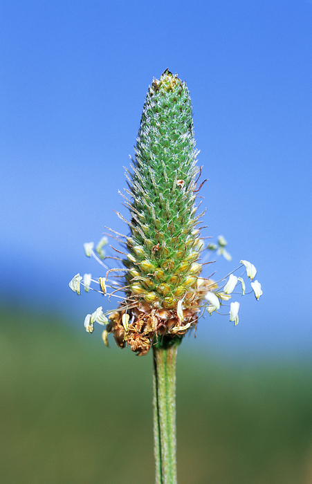 Ribwort plantain  Plantago lanceolata  Ribwort plantain  Plantago lanceolata . This plant is a safe and effective treatment for bleeding, skin inflammations, cuts and stings. It also treats diarrhoea, gastritis, bronchitis, catarrh, sinusitis, asthma and hay fever.