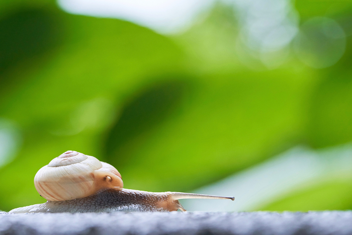 Snail walking on concrete against green background