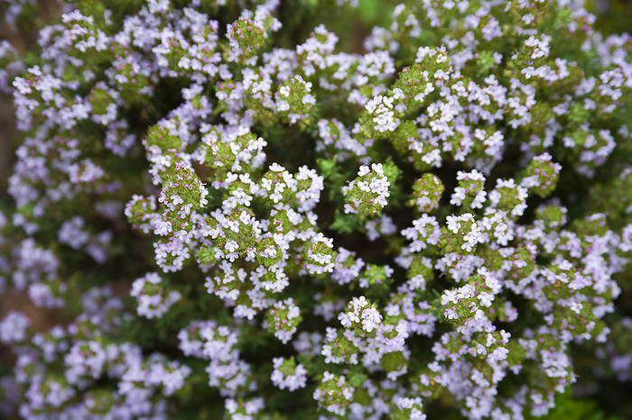 Thyme  Thymus sp.  Thyme flowers  Thymus sp. . This plant is used in herbal medicine in the treatment of respiratory infections. An essential oil obtained from the plant contains an antiseptic known as thymol, which treats infected toenails. An infusion of the leaves makes a tea that is effective against coughs and bronchitis. It is also used as a flavouring in cooking.
