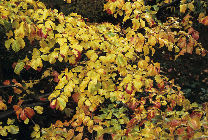 Persian ironwood leaves Persian ironwood  Parrotia persica  leaves in autumn.