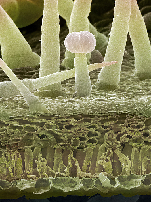 Potato leaf, SEM Potato leaf. Coloured scanning electron micrograph  SEM  of a potato leaf  Solanum tuberosum  showing its underside and a transverse section through its structure. The surface is covered in hair like growths called trichomes that protect the plant against predators and water loss. The trichomes with spheres at their tips secrete oils that are irritating to predatory insects. The upper and lower sides of the leaf are covered in a single layer of closely packed cells called the epidermis. Below the upper epidermis  bottom here  is a layer of palisade parenchyma made up of cells containing many chloroplasts. The next layer, the spongy mesophyll has large intracellular spaces for gaseous exchange. Magnification: x310 at 10 centimetres tall.