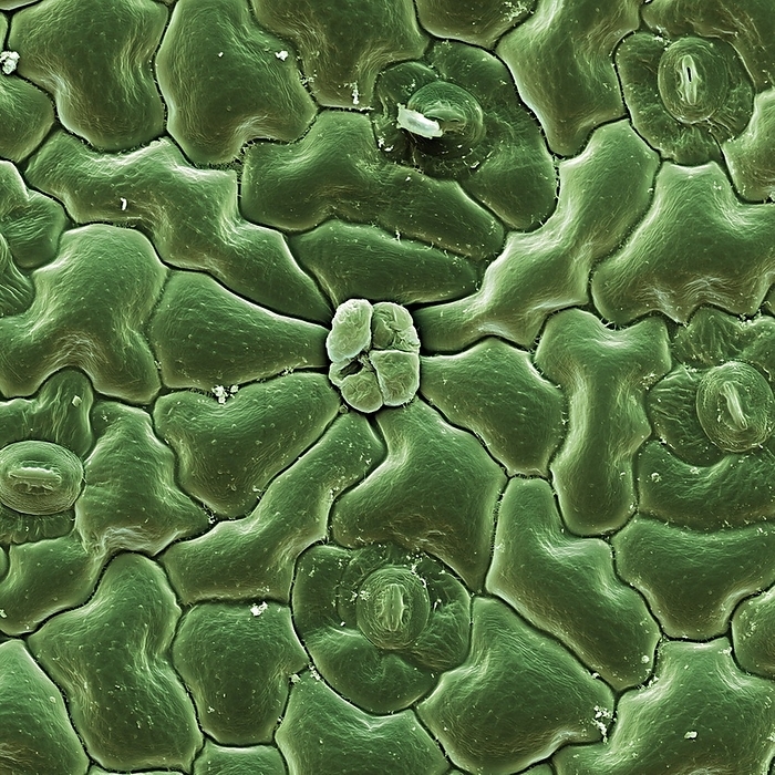 Common sorrel, SEM Common sorrel. Coloured scanning electron micrograph  SEM  of plant cells on the surface of a common sorrel  Rumex acetosa  leaf. The leaves of this perennial plant are edible. Juice from the plant is used in herbal medicine to to treat kidney disorders. Magnification: x354 when printed 10 centimetres wide.
