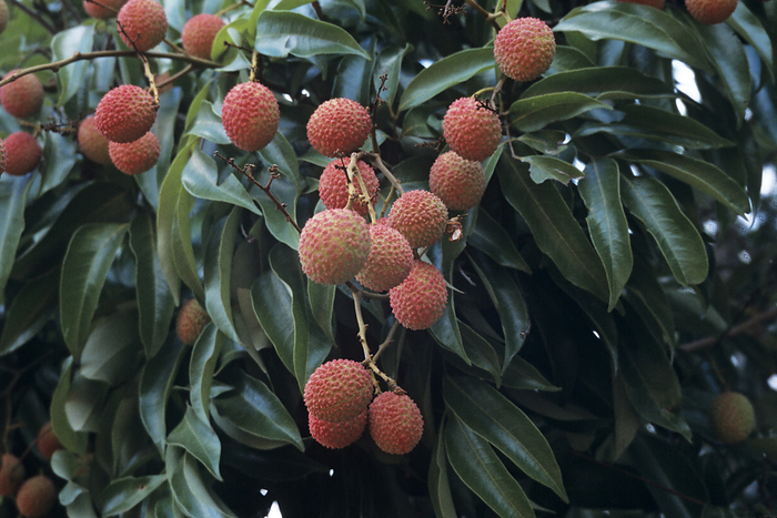 Lychee fruits Lychees fruit growing on the lychee tree Litchi chinensis. This tree is native to south eastern Asia. Inside the red rind is soft juicy white flesh around a hard dark stone.