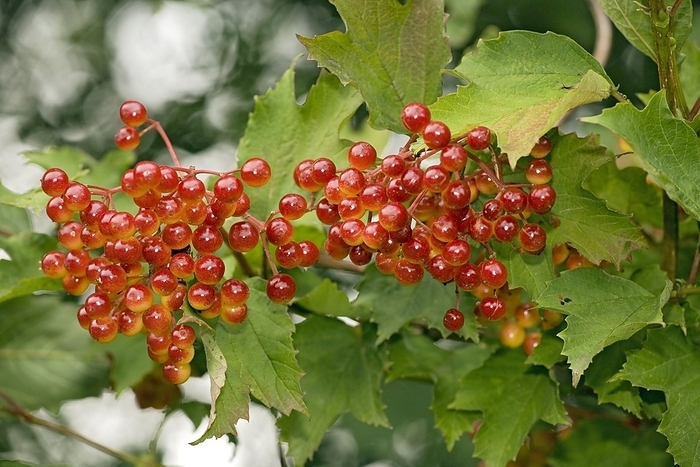 Guelder rose  Viburnum opulus  Guelder rose  Viburnum opulus  bearing drupe fruit. This shrub is native to Europe and Asia. The fruit is edible in small quantities. Photographed in August.