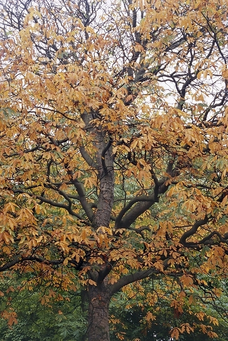 Yellow Buckeye Yellow Buckeye.  Aesculus flava  Mature tree in autumn colours.