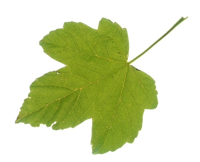 Norway Maple.  Acer platanoides  Norway Maple.  Acer platanoides  A single leaf.