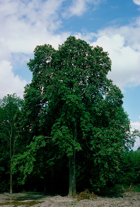 Horse Chestnut.  Aesculus hippocastanum  Horse Chestnut.  Aesculus hippocastanum  A large, mature tree