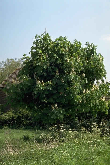 Horse Chestnut.  Aesculus hippocastanum  Horse Chestnut.  Aesculus hippocastanum  Upright panicles of flowers on a mature tree