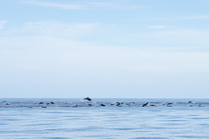 Ocean life seen during a tour at Espiritu Santo Island. Orcas hunting dolphins at Espiritu Santo Island in Baja California