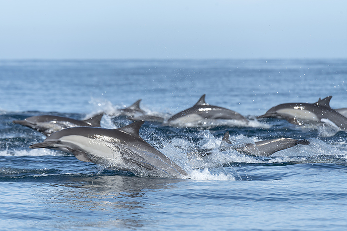 Ocean life seen during a tour at Espiritu Santo Island. A group of Common Dolphins swimming near Esp ritu Santo Island.