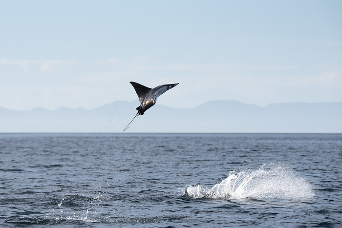 Ocean life seen during a tour at Espiritu Santo Island. A Mobula Manta Ray jumping out of the water at Esp ritu Santo Island.
