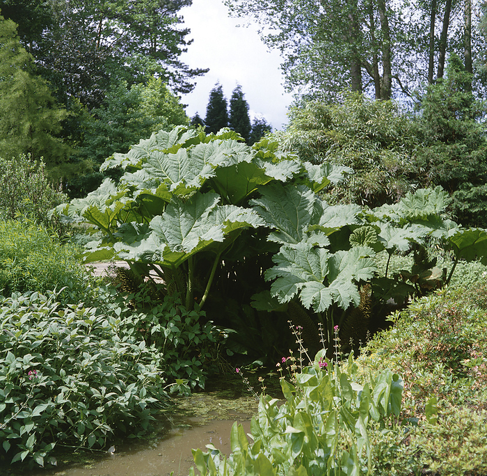 Gunnera manicata. Gunnera manicata. Giant Rhubarb whole plant large leaves stream of water.