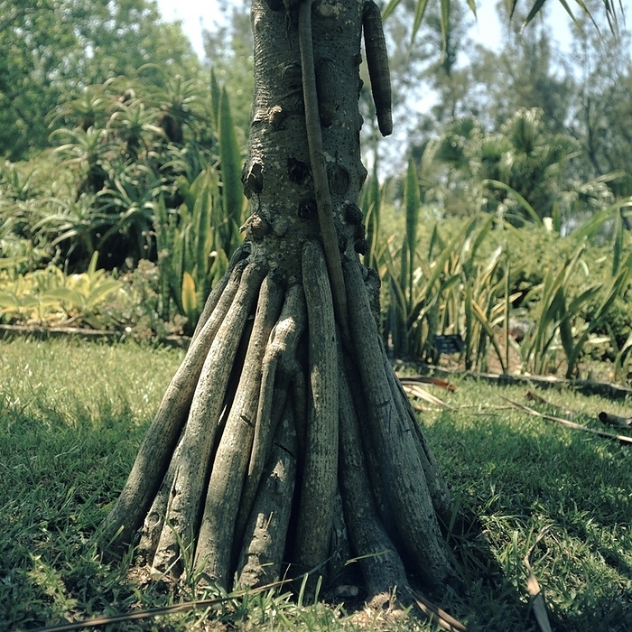 Pandanus utilis Screw Pine  Pandanus utilis . Closeup of stilt  buttress  roots.