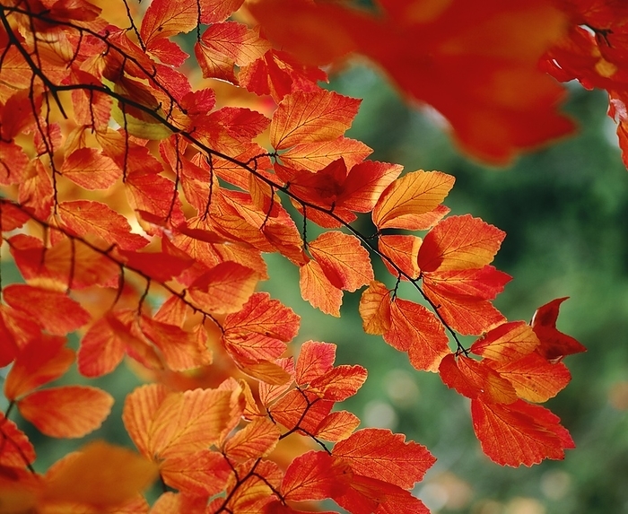 Parrotia persica Persian ironwood  Parrotia persica . Closeup of foliage in autumn colours.