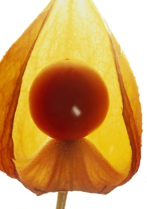Physalis peruviana Cape Gooseberry  Physalis peruviana . Graphic shot of ripe fruit in husk.