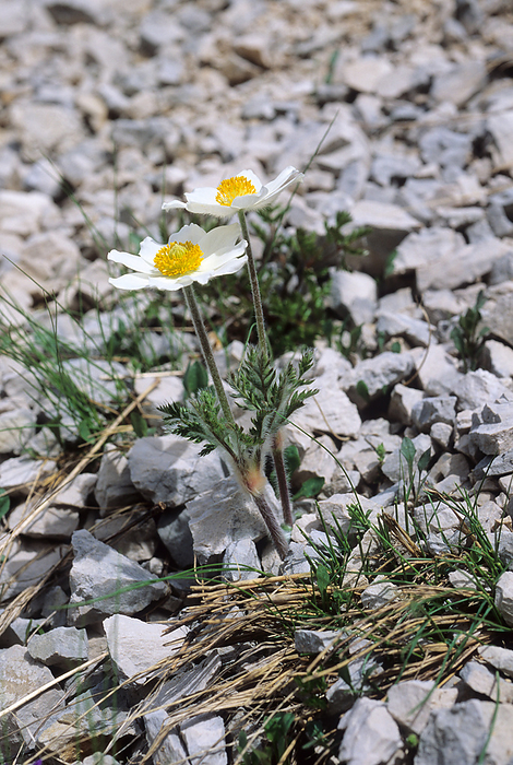 Alpine pasqueflower Alpine pasqueflower flowers  Pulsatilla alpina alpina  in scree.