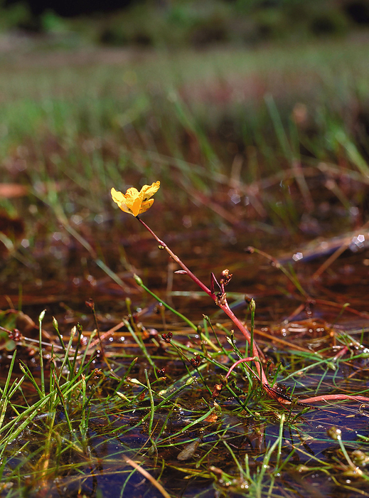 Utricularia vulgaris Greater Bladderwort  Utricularia vulgaris . Aquatic plant with yellow flower in pond.