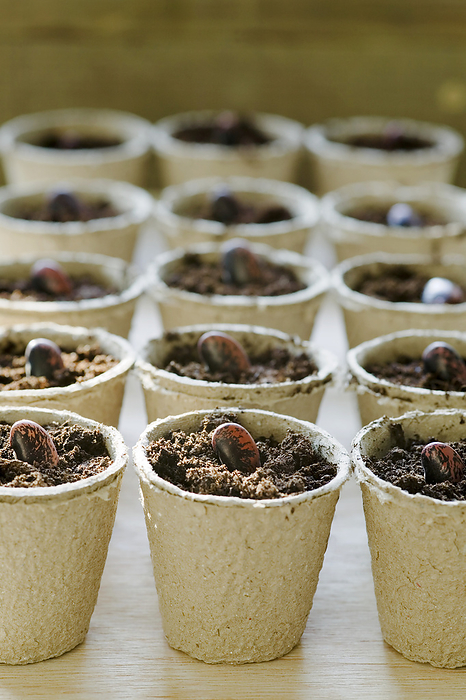 Runner bean seeds in pots Runner bean seeds in pots  Phaseolus coccineus  Scarlet Emperor  .