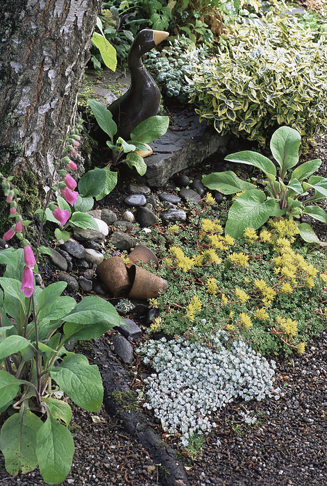 Statue of a duck and terracotta pots Statue of a duck and terracotta pots amongst flowers underneath a birch tree  Betula sp. . The flowers are common foxgloves  Digitalis purpurea , pink, stonecrop  Sedum sp. , yellow and winter creeper  Euonymus fortunei  Emerald n  Gold  , white.
