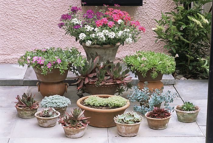 Garden patio display Garden patio display. Terracotta plant pots and trays containing thyme  Thymus , houseleeks  Sempervivums , verbenas, sedums calibrachoas and petunias.