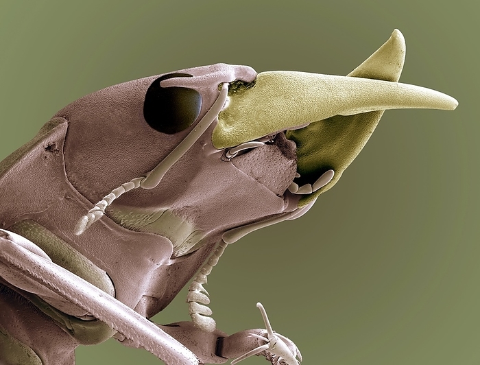 Ground beetle head, SEM Ground beetle. Coloured scanning electron micrograph  SEM  of the head of a ground beetle  family Carabidae . The beetle s large jaws  mandibles  can be seen at upper right  yellow . Most ground beetles are fast running predators which are active at night. The large jaws are used for catching and eating other invertebrates. They are named ground beetles as they spend most of their time on or under the ground. Magnification x10 when printed at 10 centimetres wide.