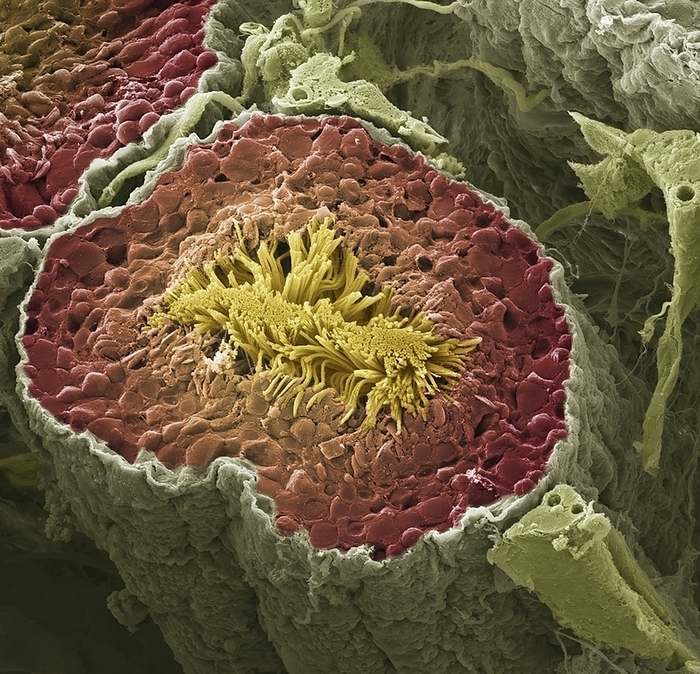 Sperm production, SEM Sperm production. Coloured scanning electron micrograph  SEM  of a freeze fracture through a seminiferous tubule in the testis, showing the tails  yellow  of multiple sperm cells  spermatozoa . The seminiferous tubules are the site of spermatogenesis  sperm production . During production and maturation, the head of each sperm cell is buried in the surrounding Sertoli cells  red , which nourish the developing sperm. A connective tissue sheath  green  surrounds each individual tubule. Magnification: x350 when printed at 10 centimetres across.