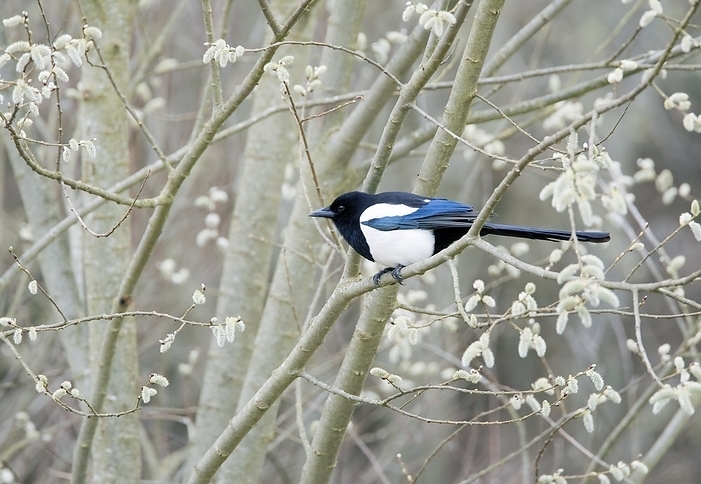 European magpie European magpie  Pica pica  on a branch. This bird is found throughout Europe, Asia and northwest Africa. It grows up to 50 centimetres in length and feeds on eggs, small mammals, insects, acorns and grains. Photographed in Kent, UK, in winter.