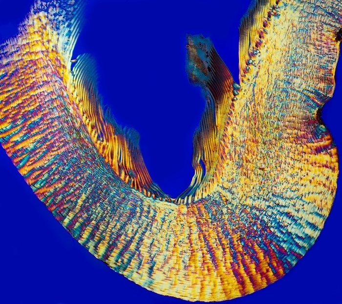 Sheep s hoof, light micrograph Sheep s hoof. Polarised light micrograph of a transverse section through the hoof of a sheep. In sheep and other hooved animals, the hoof is made of the same material as nails and claws, the protein keratin, which is laid down in horny layers. Here, the polarised light has revealed the layers of keratin. Hooves are found in animals that have adapted to walk on the tip of a single digit. Magnification: x14 when printed at 10 centimetres across.