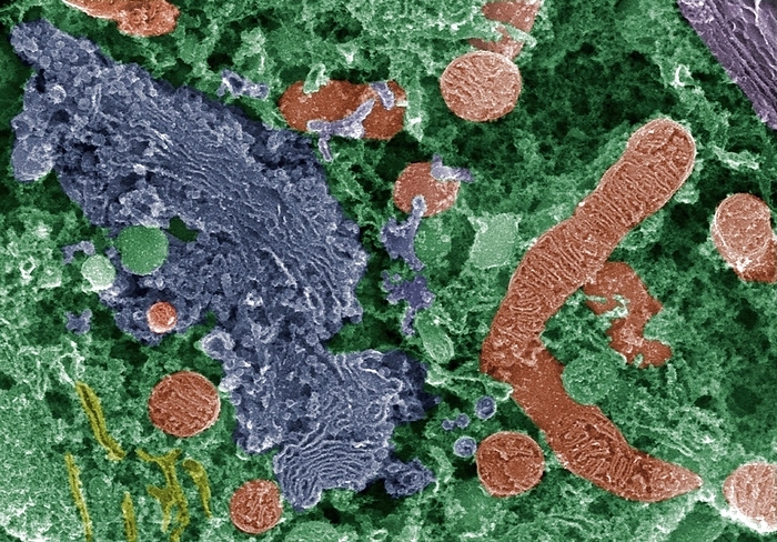 Cell organelles, SEM Cell organelles, coloured scanning electron micrograph  SEM . Mitochondria, which produce the cell s energy, are red. Golgi apparatus, a membrane bound organelle that modifies and packages proteins, is blue. Also seen is some endoplasmic reticulum  ER, yellow, lower left , a membrane bound organelle that is the site of lipid synthesis and the production of membrane bound proteins. These organelles are within the cell s cytoplasm  green .