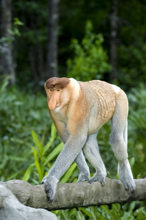 Proboscis monkey Proboscis monkey  Nasalis larvatus . This monkey is found only in Borneo, where it inhabits mangrove, lowland, riverine and swamp forest. It is an endangered species, having lost much of its habitat due to deforestation. Photographed in Sabah, Malaysian Borneo.