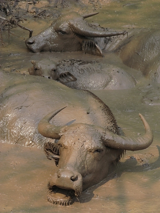 Water buffaloes wallowing in pond Water buffaloes wallowing in pond.