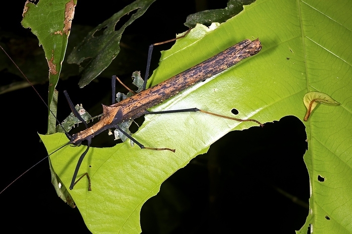 Stick insect Stick insect  order Phasmatodea  feeding on a leaf. Stick insects are nocturnal, only being active at night. Photographed in rainforest near Iquitos, Peru.