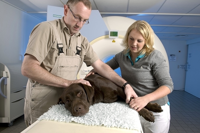 Dog on an MRI scanner Dog on an MRI scanner. Veterinarian and assistant placing a dog onto an MRI  magnetic resonance imaging  scanner.