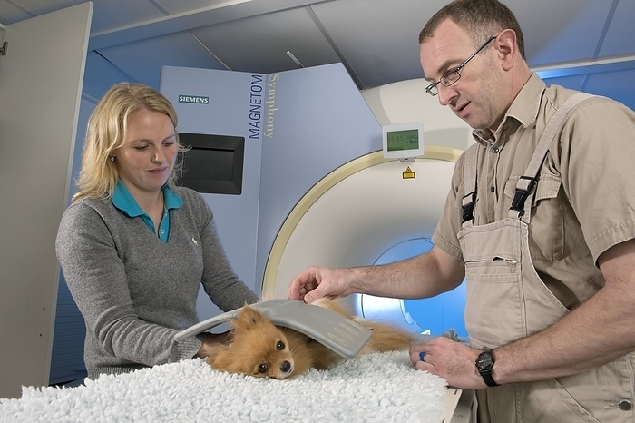 Dog on an MRI scanner Dog on an MRI scanner. Veterinarian and assistant placing a dog onto an MRI  magnetic resonance imaging  scanner.
