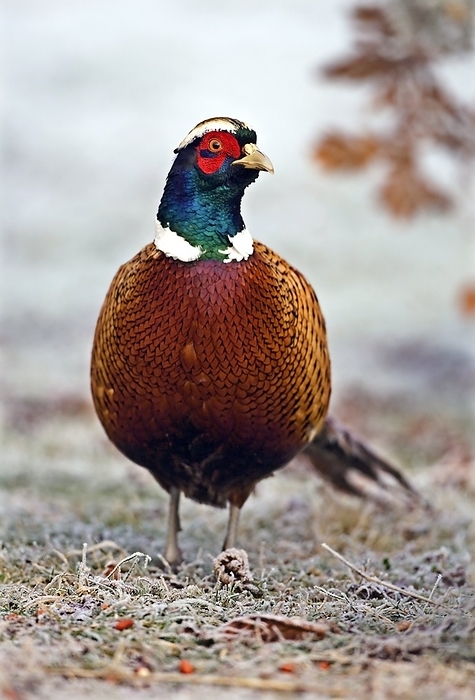 Male pheasant Male common pheasant  Phasianus colchicus  on frost covered ground. The pheasant is a large long tailed game bird and the cock  male  pheasant can reach lengths of 90 centimetres. It is native to parts of Asia and continental Europe and is found as an introduced species throughout the UK, North America and Australasia. It lives in woodland, scrub, farmland and marshes, feeding on vegetation, grains, berries and insects. Photographed in Kent, UK, in January.