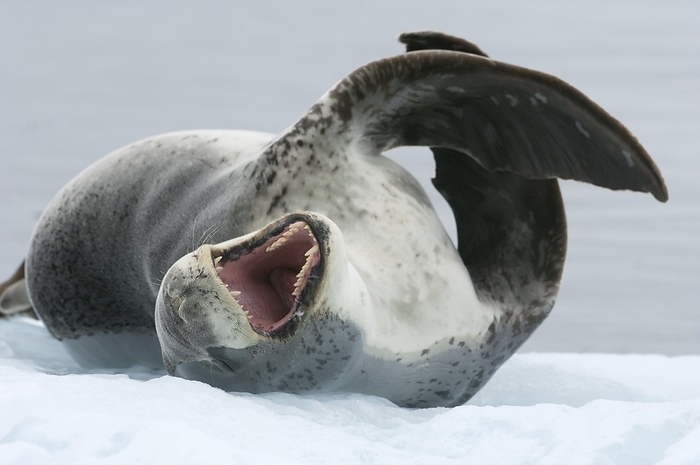 Leopard seal Leopard seal  Hydrurga Leptonyx , Pleneau, Antarctic peninsula, Antarctica.