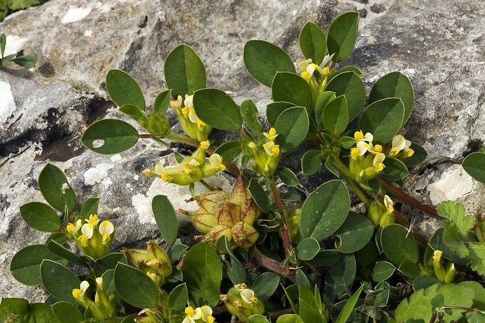 Bladder vetch  Anthyllis tetraphylla  Bladder vetch  Anthyllis tetraphylla  in flower. Photographed on the Mani peninsula, Greece, in spring.