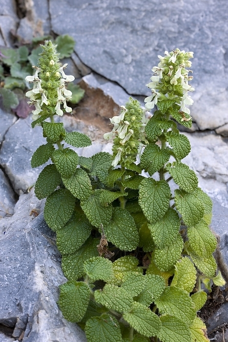 Woundwort  Stachys canescens  Woundwort  Stachys canescens  in flower on a limestone cliff. This plant is endemic to Greece. Photographed on Mani peninsula, Greece.
